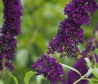 Buddleja davidii 'Black Knight' - Vlinderstruik 'Black Knight' - 3