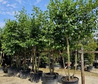 Alnus glutinosa - Zwarte Els - 6