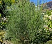 Cytisus praecox 'Albus' - Brem 'Albus'  - 1