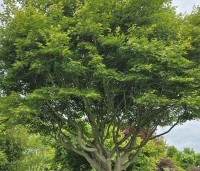 Acer palmatum - Japanse Esdoorn - 4