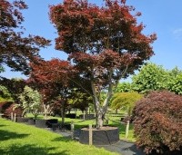 Acer palmatum 'Bloodgood' - Japanse esdoorn - 1