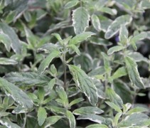 Caryopteris x cl. 'White Surprise'