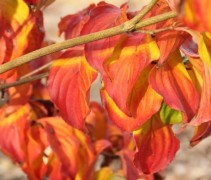 Herfstkleuren Cornus 'Satomi'