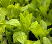 Pachysandra terminalis 'Green Carpet'