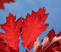 Quercus Rubra