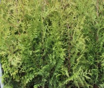Thuja occidentalis 'Brabant' 120-140 cm