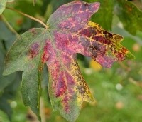 Acer campestre - Veldesdoorn - herfstrood