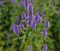 Agastache 'Blue Fortune' per kist á 24 st. - Anijsnetel  - 1
