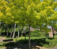 Acer plat. 'Princeton Gold' - Acer plat. 'Princeton Gold' - 6