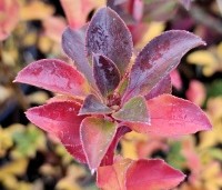 Enkianthus campanulatus - Pronkklokje - Red Bell's