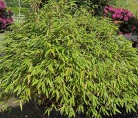 Fargesia murieliae 'Moontears' - Bolvormige bamboe - 1