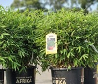 Fargesia murieliae 'Moontears' - Bolvormige bamboe - 2