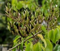 Syringa pekinensis 'Gimborn's China Pearl' - Chinese sering 'Gimborn's China Pearl' - 1