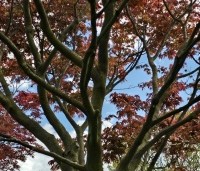 Acer palmatum 'Sumi-Nagashi' - Japanse Esdoorn 'Sumi-Nagashi' - 2