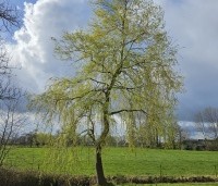 Salix sepulcralis 'Chrysocoma' - Treurwilg - maart 2024