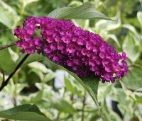Buddleja davidii 'Royal Red' - Vlinderstruik 'Royal Red' - 1