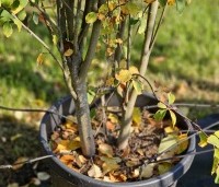 Amelanchier alnifolia 'Obelisk' - Krentenboompje 'Obelisk' - 2
