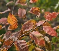 Carpinus bet. 'Rockhampton Red' - Haagbeuk 'Rockhampton Red' - 4