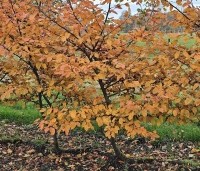 Carpinus bet. 'Rockhampton Red' - Haagbeuk 'Rockhampton Red' - 2