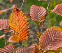 Carpinus bet. 'Rockhampton Red' - Haagbeuk 'Rockhampton Red' - 3