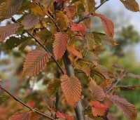 Carpinus bet. 'Rockhampton Red' - Haagbeuk 'Rockhampton Red' - 5