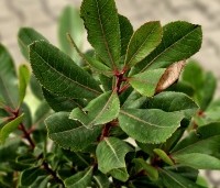 Arbutus unedo - Aardbeiboom - 1