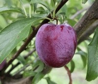 Prunus dom. 'Opal' - Prunus dom. 'Opal' - 1