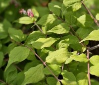 Kolkwitzia amabilis 'Pink Cloud'  - Koninginnenstruik  'Pink Cloud' - 1