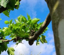 Platanus hispanica