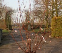 Viburnum bodnantense Charles Lamont