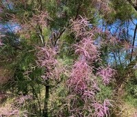 Tamarix tetrandra - Tamarisk - 4
