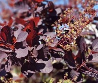 Cotinus coggygria 'Royal Purple' - Rode Pruikenboom - 5