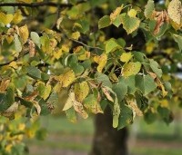 Tilia cordata - Winterlinde - herfstblad
