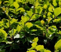 Fagus sylvatica - Groene beuk - 1