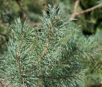 Pinus sylvestris - Grove den - blauwgroene naalden
