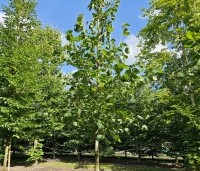 Tilia x europaea 'Euchlora' - Linde - 7
