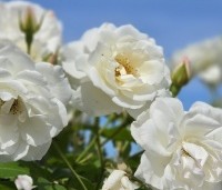 Rosa (F) Schneewittchen - Heesterroos 'Schneewittchen' - 3