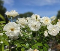 Rosa (F) Schneewittchen - Heesterroos 'Schneewittchen' - 4
