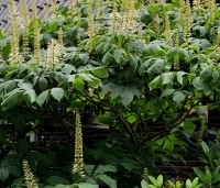 Aesculus parviflora - Herfstpaardenkastanje - 2
