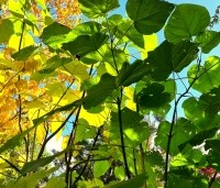 paulownia tomentosa - paulownia tomentosa - 1