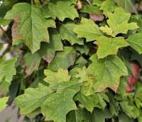Hydrangea quercifolia - Eikenbladhortensia - 4