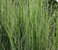 Panicum virgatum 'Northwind' - Vingergras 'Northwind' - zomerkleur