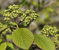 Viburnum plicatum 'Popcorn' - Japanse Sneeuwbal 'Popcorn' - 6