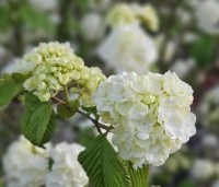 Viburnum plicatum 'Popcorn' - Japanse Sneeuwbal 'Popcorn' - 5