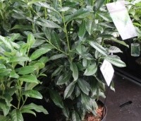 Prunus laurocerasus 'Genolia' - Laurierkers 'Genolia' - 1