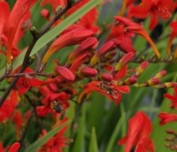 Crocosmia 'Lucifer' - Montbretia - 1