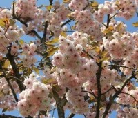 Prunus 'Fugenzo' - Japanse sierkers - 1
