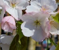 Prunus 'Fugenzo' - Japanse sierkers - 2