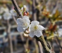 Prunus avium 'Hedelfinger' - Prunus avium 'Hedelfinger' - 1