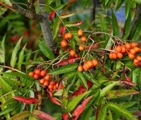Sorbus 'Dodong' - Lijsterbes 'Dodong' - 3